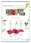 Poster Landareak Lorearen Organoak/Ugalketa