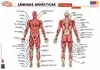 Laminas Didacticas. Anatomia. Musculos