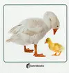 Animales Domesticos y Sus Crias